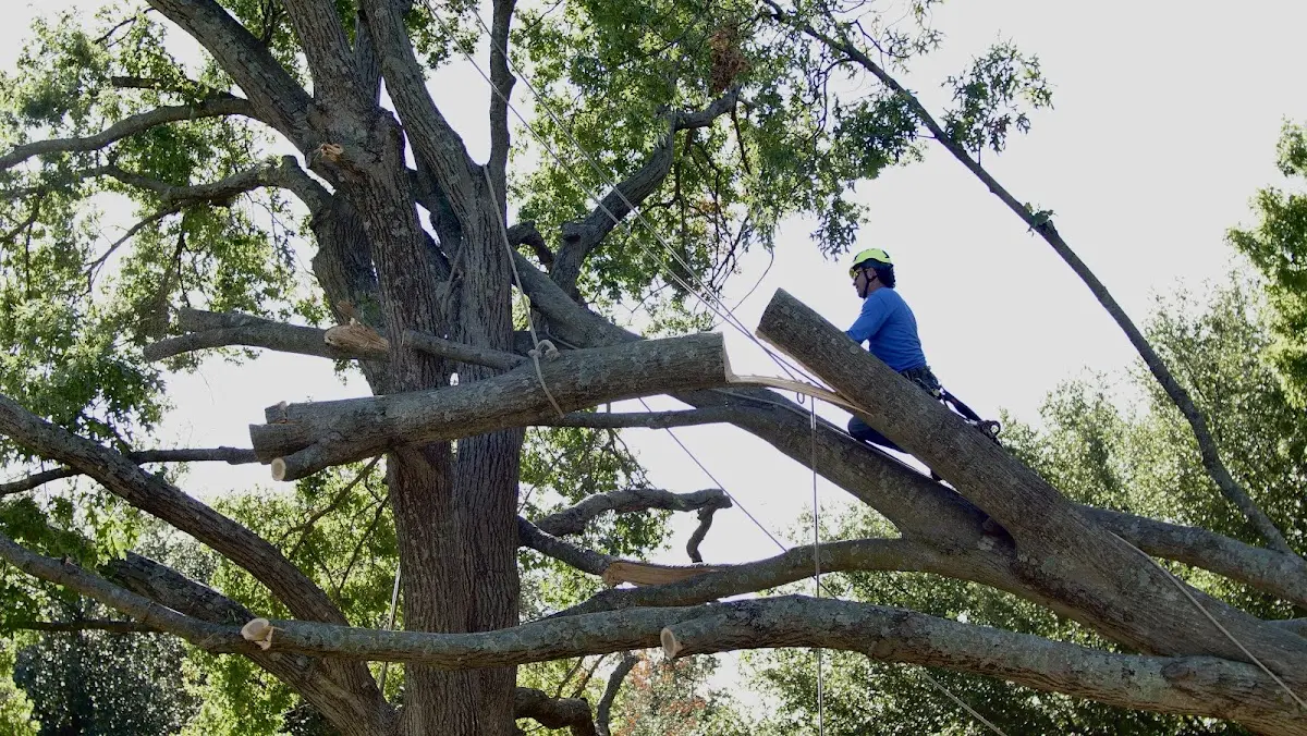 Professional Hazardous Tree Removal performed by certified arborists in North Liberty