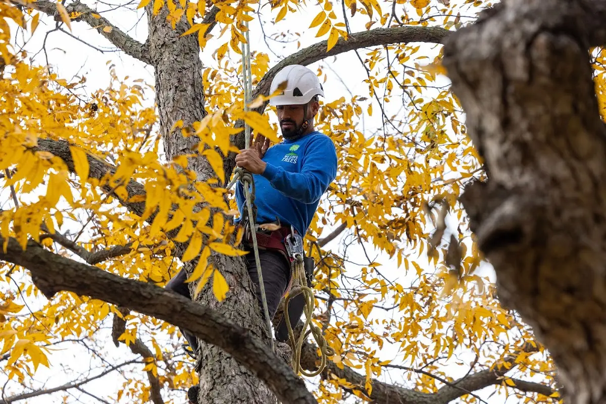 Skilled Tree Transplanting crew working in North Liberty
