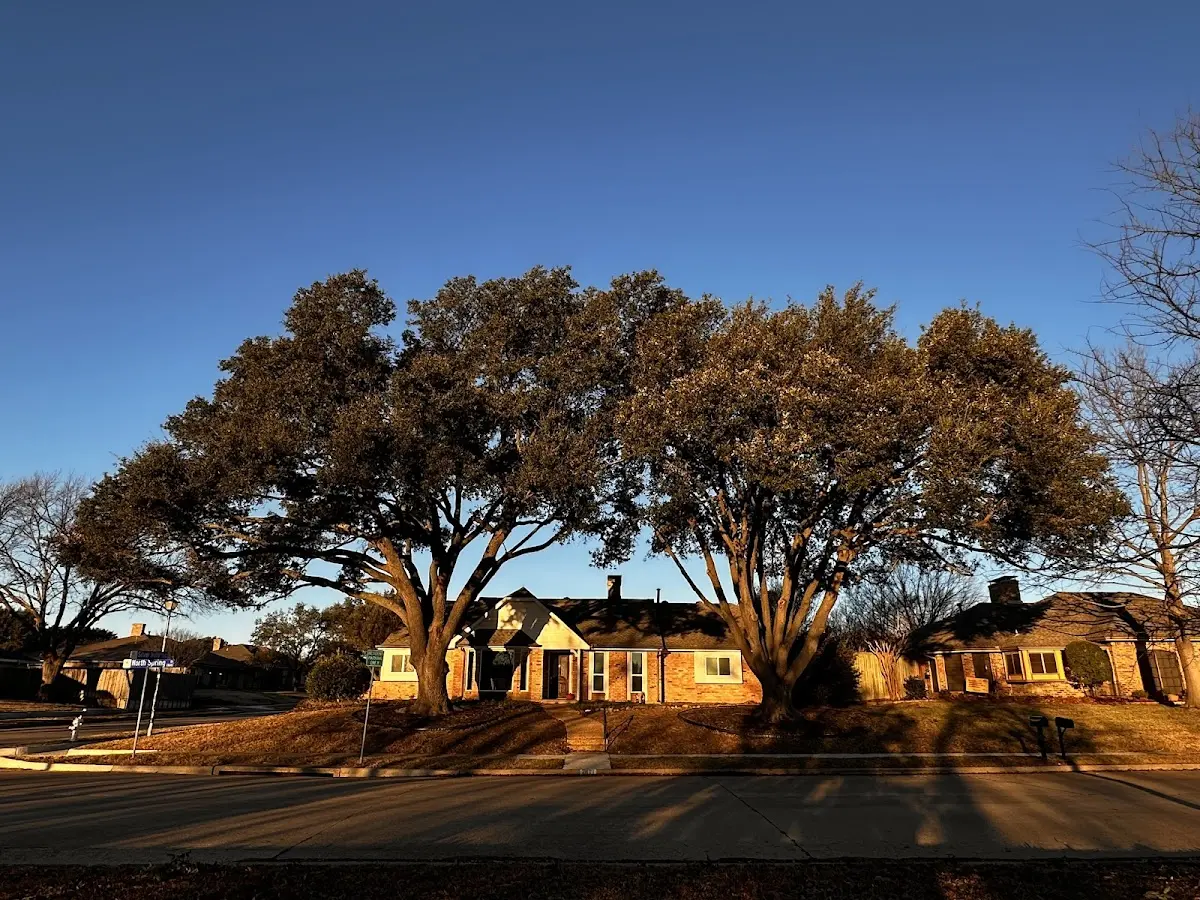Established residential canopy tree shading a home in North Liberty